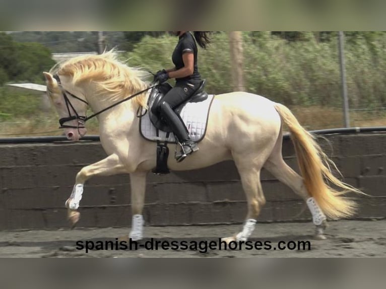 PRE Caballo castrado 5 años 158 cm Perlino in Barcelona