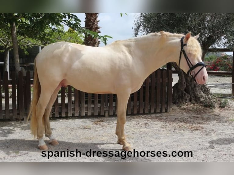 PRE Caballo castrado 5 años 158 cm Perlino in Barcelona