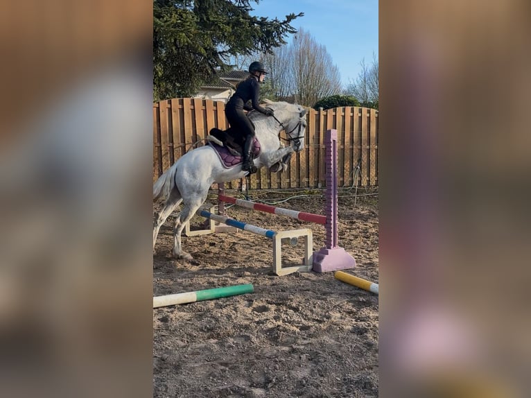 PRE Mestizo Caballo castrado 5 años 158 cm Tordo in Rommerskirchen