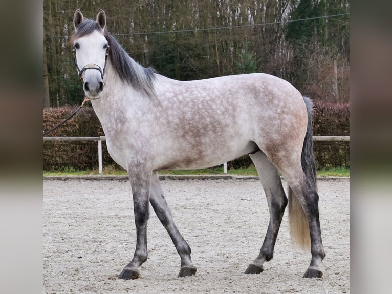PRE Mestizo Caballo castrado 5 años 158 cm Tordo in Neustadt (Wied)