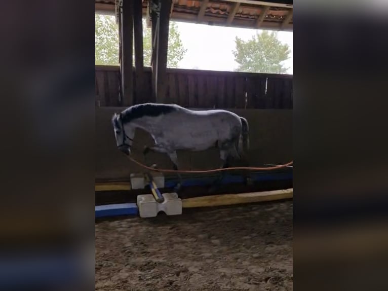 PRE Caballo castrado 5 años 158 cm Tordo in Ratingen