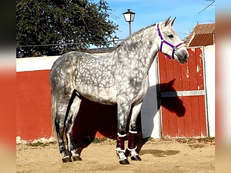 PRE Mestizo Caballo castrado 5 años 158 cm Tordo in Roeser