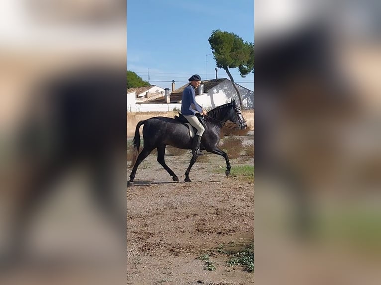 PRE Mestizo Caballo castrado 5 años 158 cm Tordo rodado in Massanassa