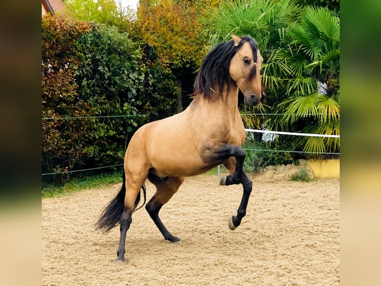 PRE Mestizo Caballo castrado 5 años 159 cm Bayo in Ettenheim