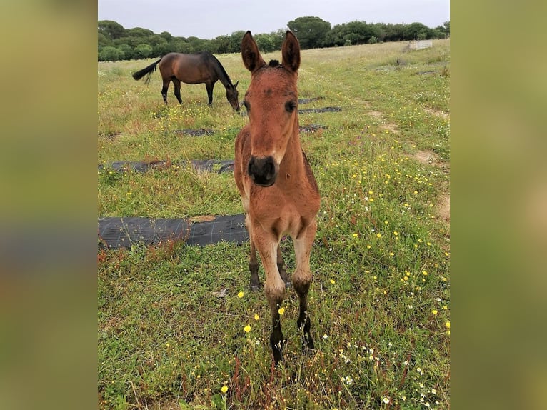 PRE Caballo castrado 5 años 159 cm Castaño in G&#xF6;rzke