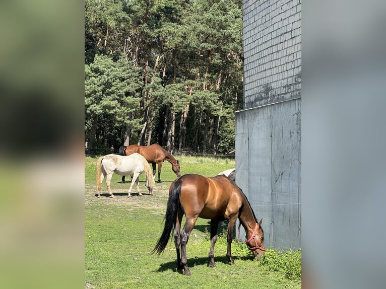 PRE Caballo castrado 5 años 159 cm Castaño in G&#xF6;rzke