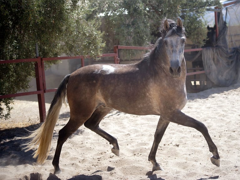 PRE Caballo castrado 5 años 159 cm Tordo in Pruna