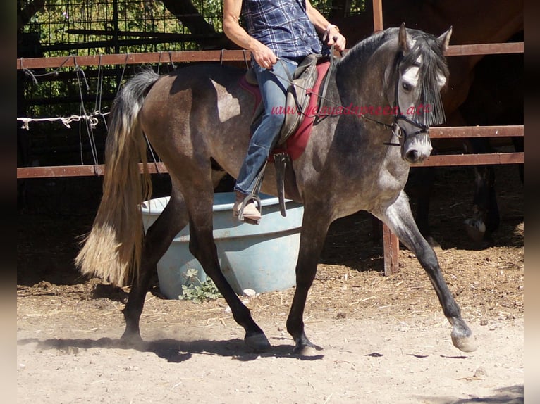 PRE Caballo castrado 5 años 159 cm Tordo in Pruna