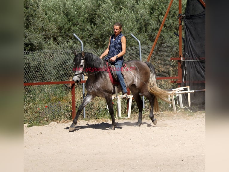 PRE Caballo castrado 5 años 159 cm Tordo in Pruna