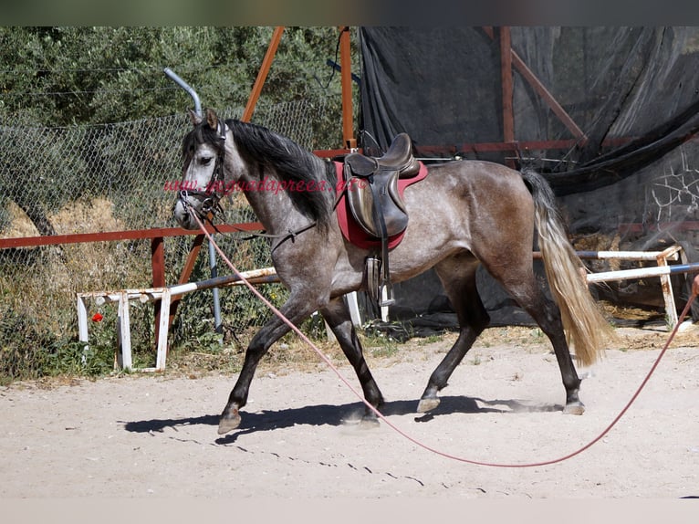 PRE Caballo castrado 5 años 159 cm Tordo in Pruna