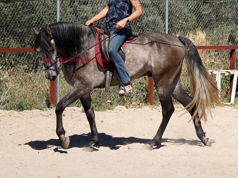 PRE Caballo castrado 5 años 159 cm Tordo in Pruna