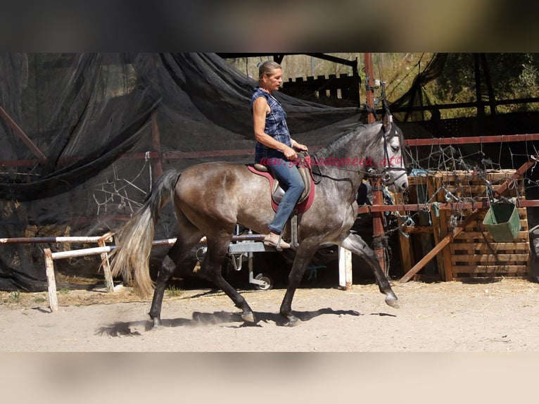 PRE Caballo castrado 5 años 159 cm Tordo in Pruna