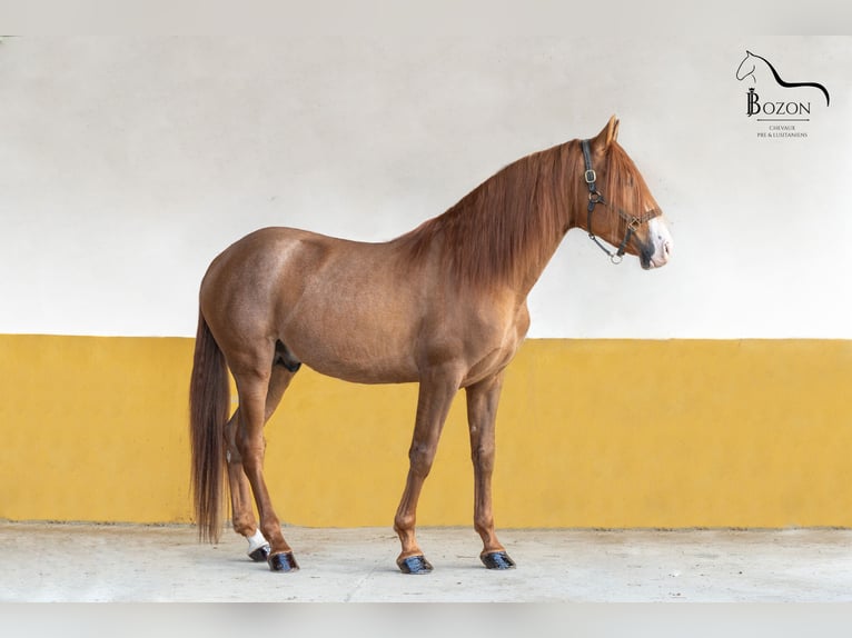 PRE Mestizo Caballo castrado 5 años 160 cm Alazán in Annecy