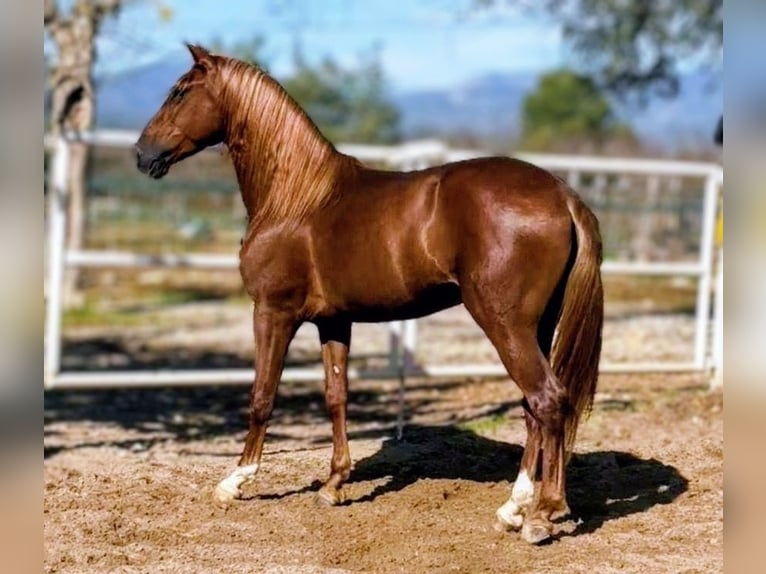 PRE Mestizo Caballo castrado 5 años 160 cm Alazán in Valencia