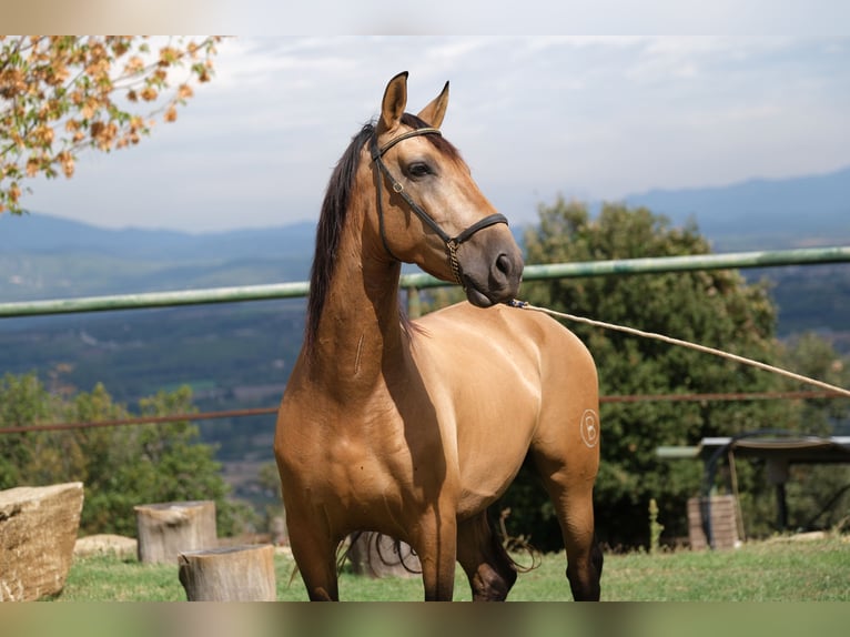 PRE Mestizo Caballo castrado 5 años 160 cm Bayo in Hamburg