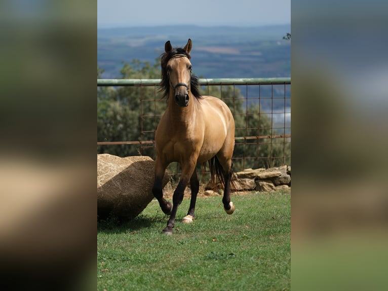 PRE Mestizo Caballo castrado 5 años 160 cm Bayo in Hamburg