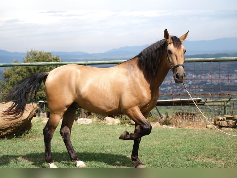 PRE Mestizo Caballo castrado 5 años 160 cm Bayo in Hamburg