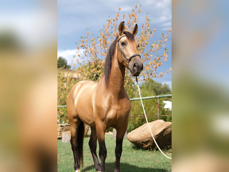 PRE Mestizo Caballo castrado 5 años 160 cm Bayo in Hamburg