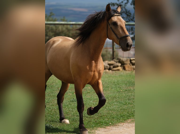 PRE Mestizo Caballo castrado 5 años 160 cm Bayo in Hamburg