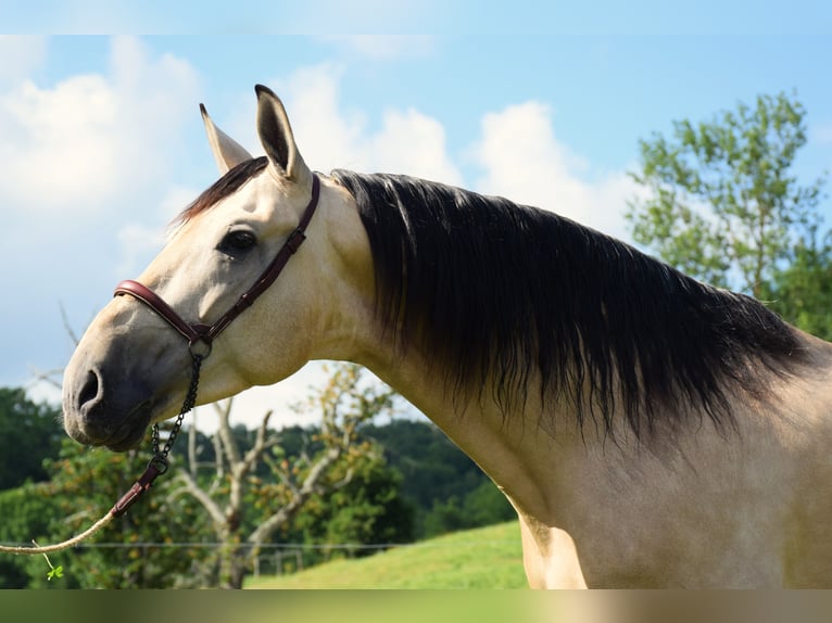 PRE Caballo castrado 5 años 160 cm Bayo in CAUMONT