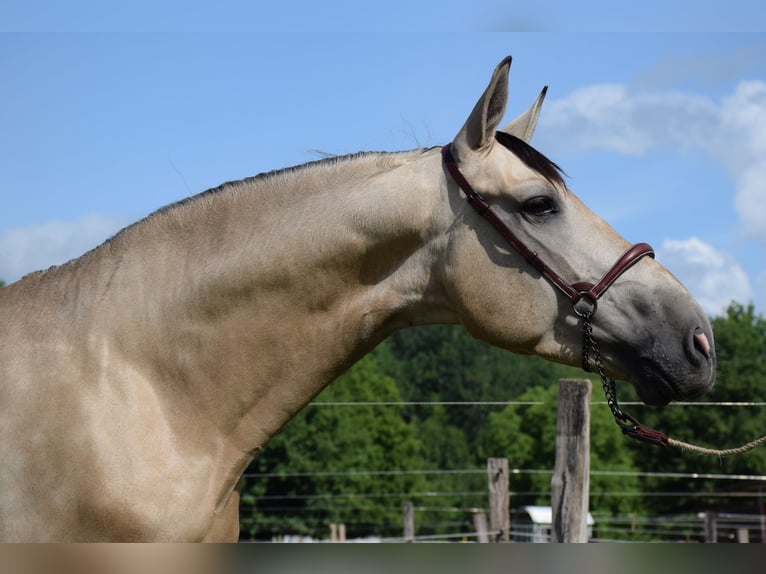 PRE Caballo castrado 5 años 160 cm Bayo in CAUMONT