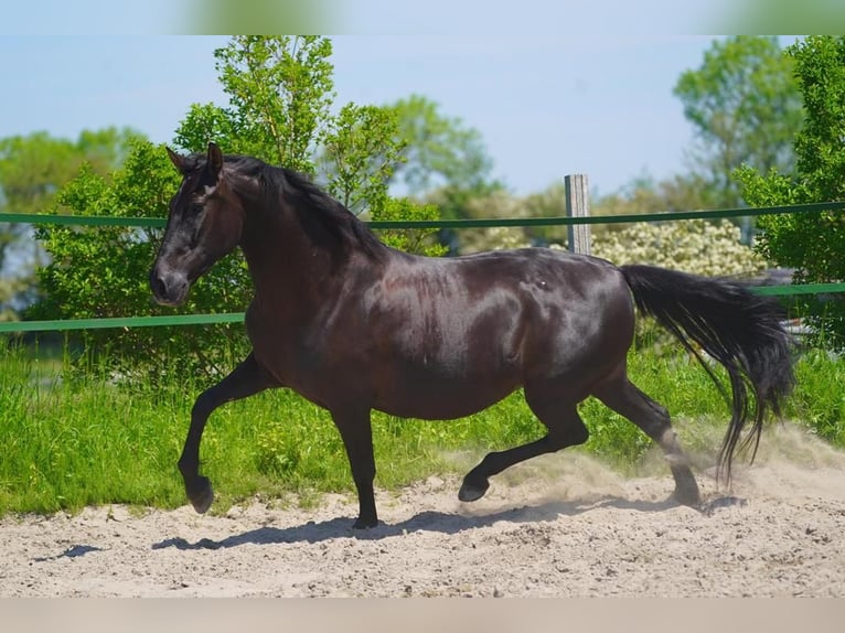 PRE Caballo castrado 5 años 160 cm in Assendelft