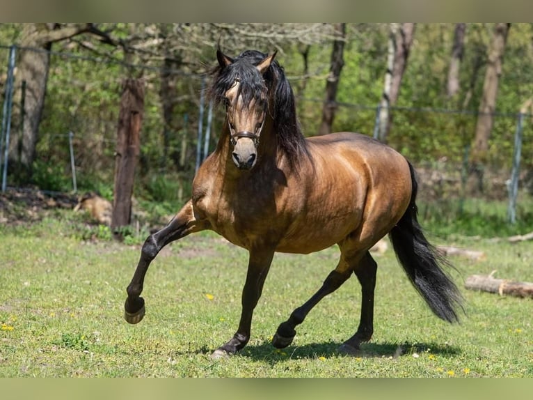 PRE Caballo castrado 5 años 160 cm in Assendelft