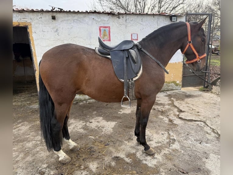 PRE Caballo castrado 5 años 160 cm Castaño in Avila