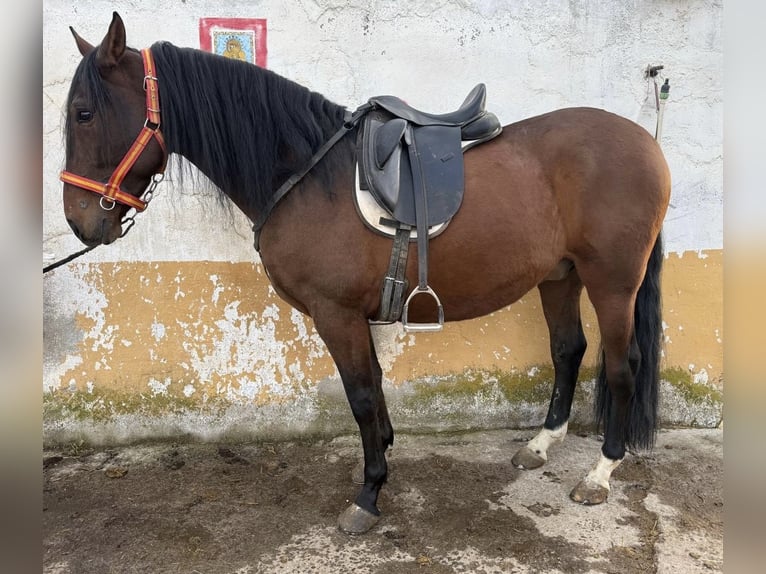 PRE Caballo castrado 5 años 160 cm Castaño in Avila