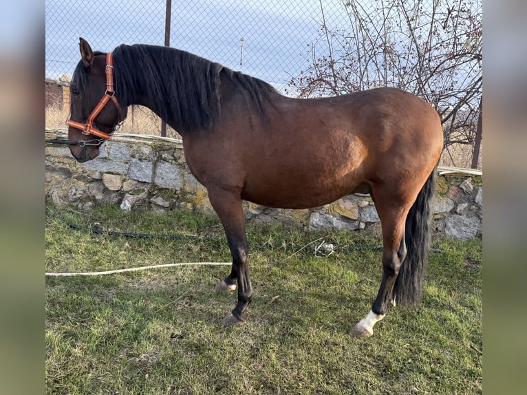 PRE Caballo castrado 5 años 160 cm Castaño in Avila