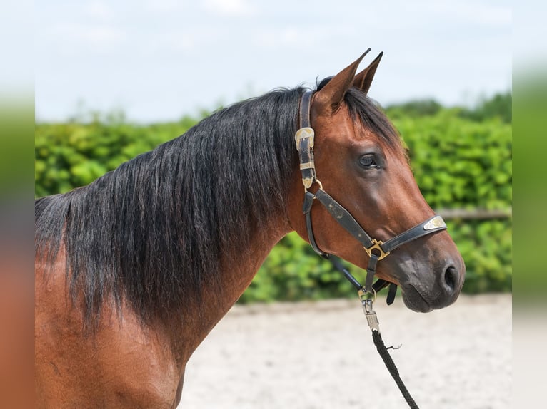 PRE Mestizo Caballo castrado 5 años 160 cm Castaño in Neustadt (Wied)