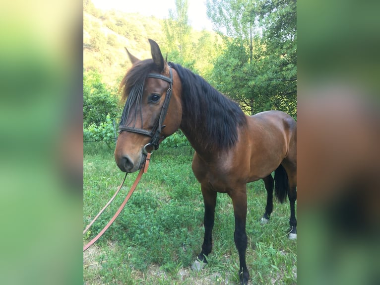 PRE Mestizo Caballo castrado 5 años 160 cm Castaño in Neubrunn