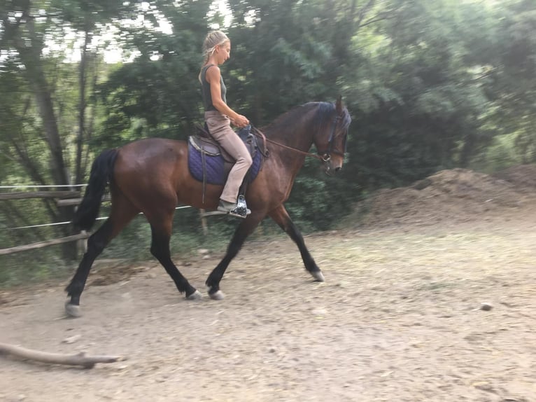 PRE Mestizo Caballo castrado 5 años 160 cm Castaño in Neubrunn