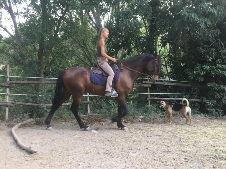 PRE Mestizo Caballo castrado 5 años 160 cm Castaño in Neubrunn
