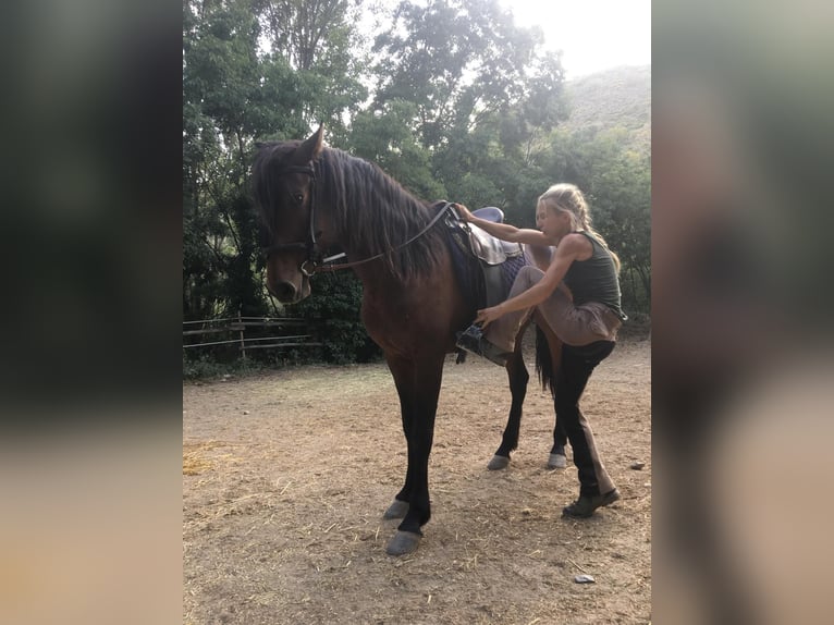 PRE Mestizo Caballo castrado 5 años 160 cm Castaño in Neubrunn