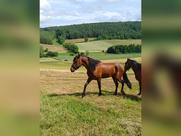 PRE Mestizo Caballo castrado 5 años 160 cm Castaño in Neubrunn