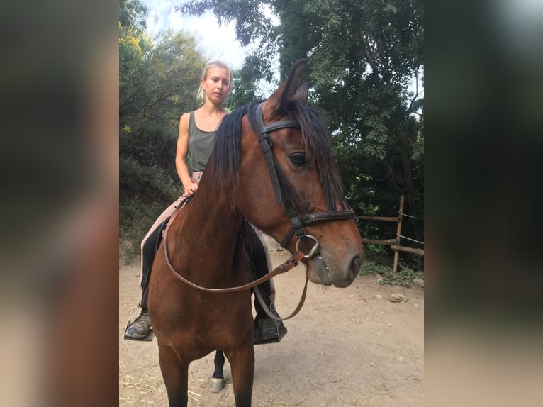 PRE Mestizo Caballo castrado 5 años 160 cm Castaño in Neubrunn