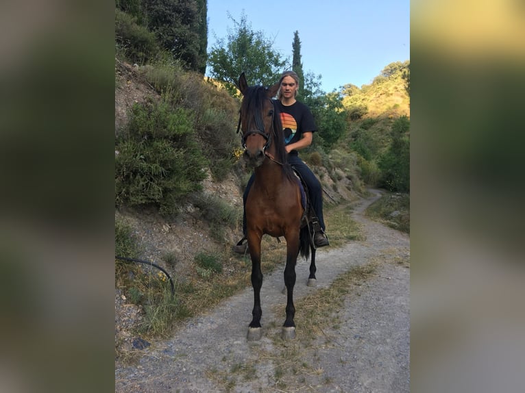 PRE Mestizo Caballo castrado 5 años 160 cm Castaño in Neubrunn