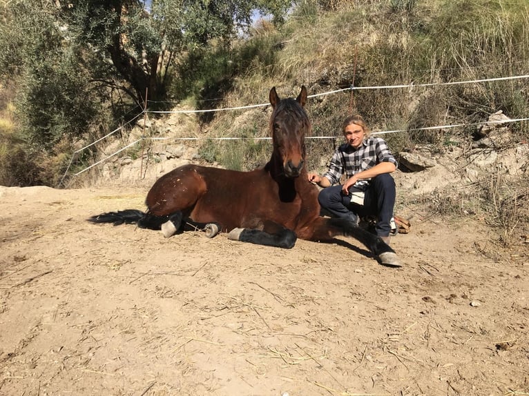 PRE Mestizo Caballo castrado 5 años 160 cm Castaño in Neubrunn
