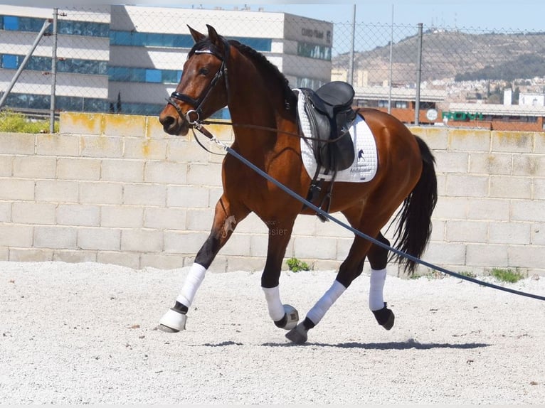 PRE Caballo castrado 5 años 160 cm Castaño in Provinz Granada