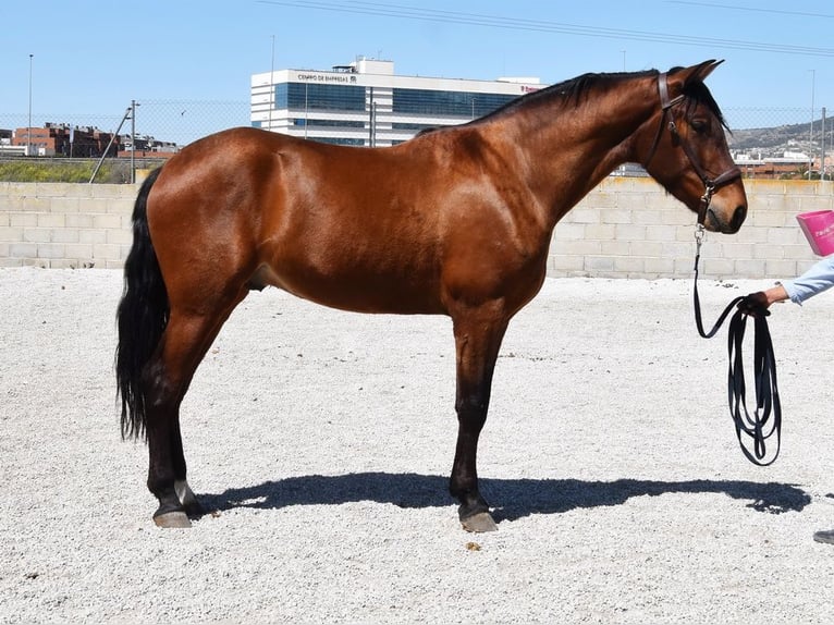 PRE Caballo castrado 5 años 160 cm Castaño in Provinz Granada
