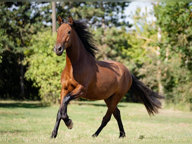 PRE Mestizo Caballo castrado 5 años 160 cm Castaño in G&#xF6;llheim