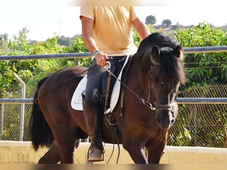 PRE Caballo castrado 5 años 160 cm Negro in Provinz Malaga
