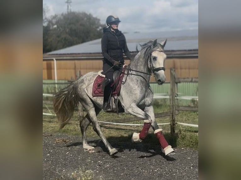 PRE Mestizo Caballo castrado 5 años 160 cm Tordo in Neustadt (Wied)