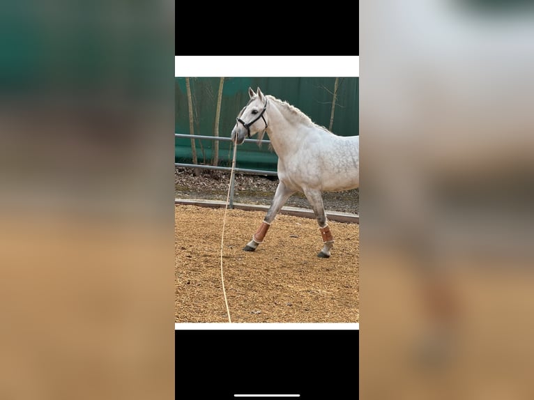 PRE Mestizo Caballo castrado 5 años 160 cm Tordo rodado in München