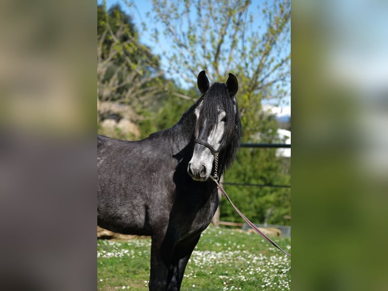 PRE Mestizo Caballo castrado 5 años 160 cm Tordo rodado in Hamburg
