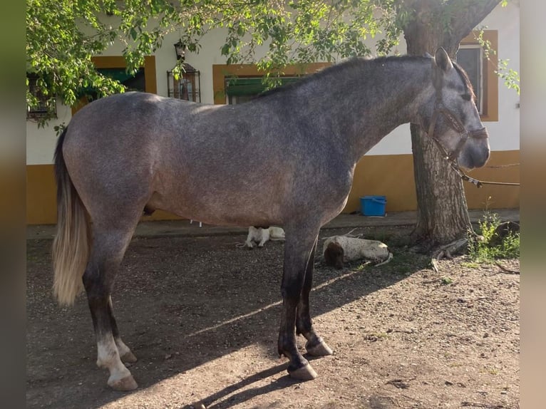 PRE Mestizo Caballo castrado 5 años 160 cm Tordo rodado in Martfeld