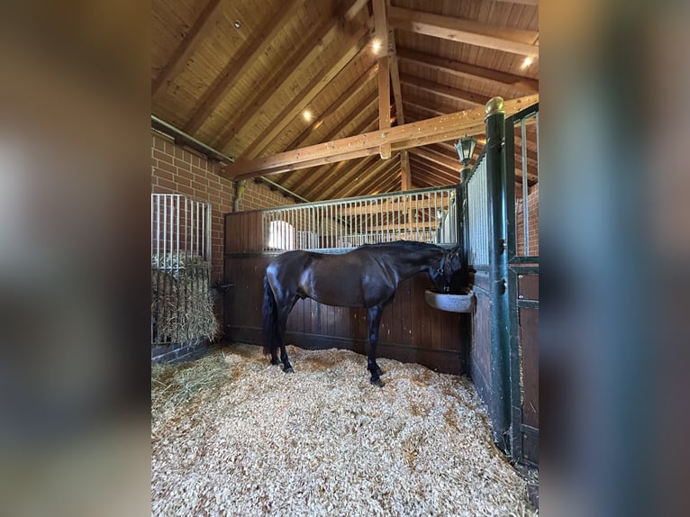 PRE Mestizo Caballo castrado 5 años 161 cm Castaño oscuro in Niederkr&#xFC;chten