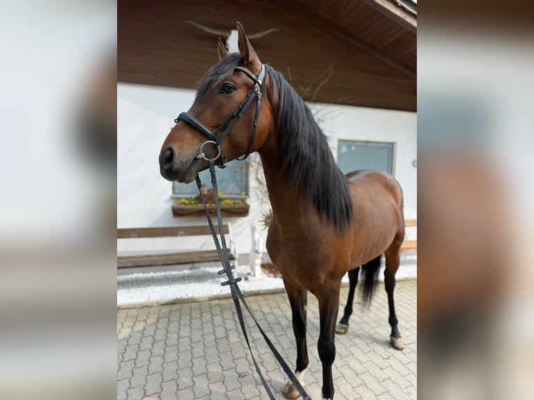 PRE Caballo castrado 5 años 161 cm Castaño oscuro in Lochen am See