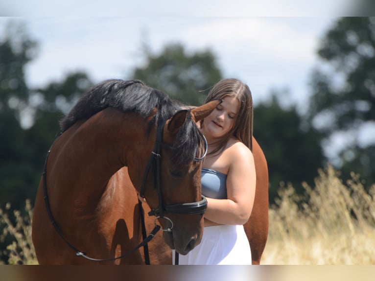 PRE Mestizo Caballo castrado 5 años 161 cm Castaño in Grebenhain